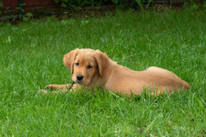 Jette mit etwa 5 Monaten