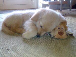 Finjas Löwe begleitete sie am Anfang überall hin.