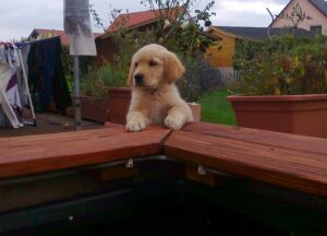 Finja ist eine sehr neugierige Hündin.