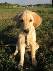 Finja ist hier etwa 5 Monate alt.