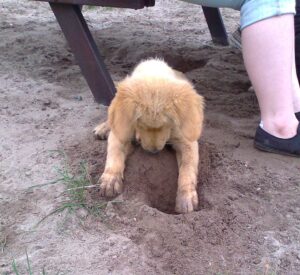 Finjas Lieblingsbeschäftigung war das Buddeln.
