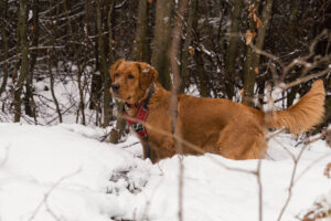Jette im ersten Schnee