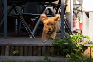 Jette springt in den Garten.