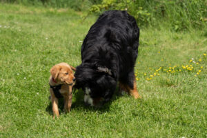Jettes erster Ausflug nach ihrer Ankunft bei uns