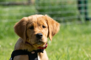 Jette ist hier etwa 4 Monate alt