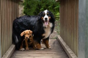 Jette und ihr Bodyguard Quinn