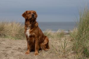 Jette am Meer. Sie ist nun 4 Jahre alt.