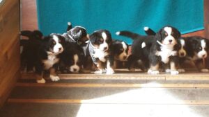 Quinn mit seinen Geschwistern