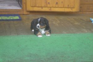 Fithe als Welpe bei der Züchterin