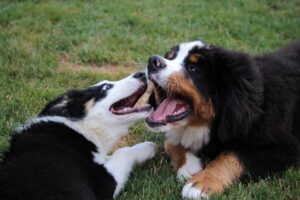 Quinn mit Lucy, unsere Nachbarshündin.