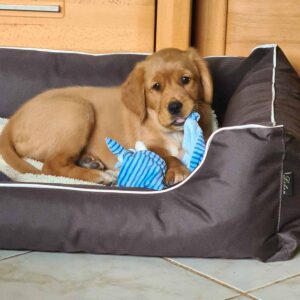 Jette ist etwa 4 Monate alt.