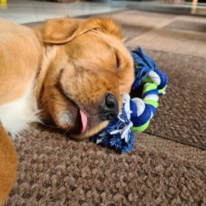 Nach einer langen Autofahrt schlief Jette auf dem Teppich ein.