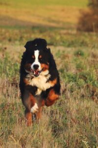 Unser Sportberner beim Laufen