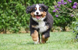 Quinn kurz nach dem Einzug bei uns.