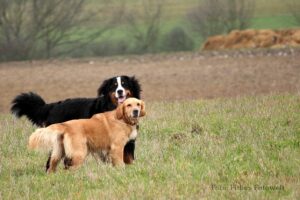 Quinn und Finja auf dem Feld.