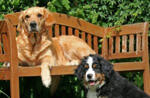 Quinn und Finja bei uns im Garten. Quinn ist ungefähr 12 Wochen alt.