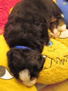 Quinn schläft. Hier ist er ungefähr 6 Wochen alt.