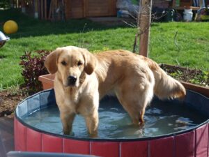 Finja im Pool. Hier ist sie etwa 4 Jahre alt.