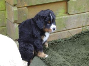 Fithe war ein etwas vorsichtiger Hund. Aber nicht ängstlich.