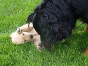 Der große Fithe geht sehr vorsichtig mit der Kleinen um.