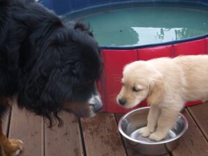 Fithe und Finja im Garten