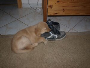 Finja schlief oft und überall.