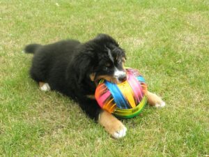 Fithe mit ca. 4 Monaten