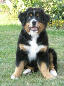 Hier ist Fithe etwa 5 Monate alt