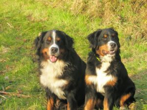 Fithe und sein Halbbruder Balou