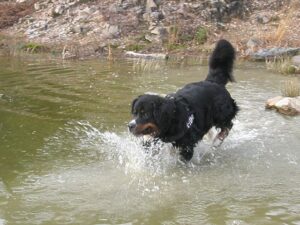 Fithe liebte Wasser.